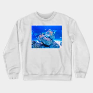 clownfish, anemonefish, aquarium, fish, ocean, sea, aquatic, anemone, clown fish, colorful, clown, coral, water, marine, tropical fish Crewneck Sweatshirt